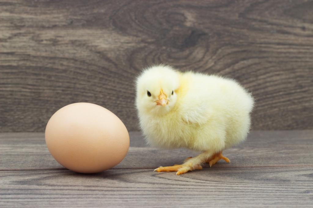 Яйцо и цыпленок