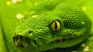Разновидность зеленых змей. К чему снится, что напала змея? Сонник