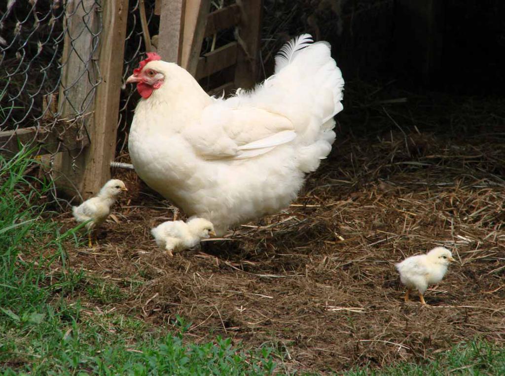 курица и ее детки