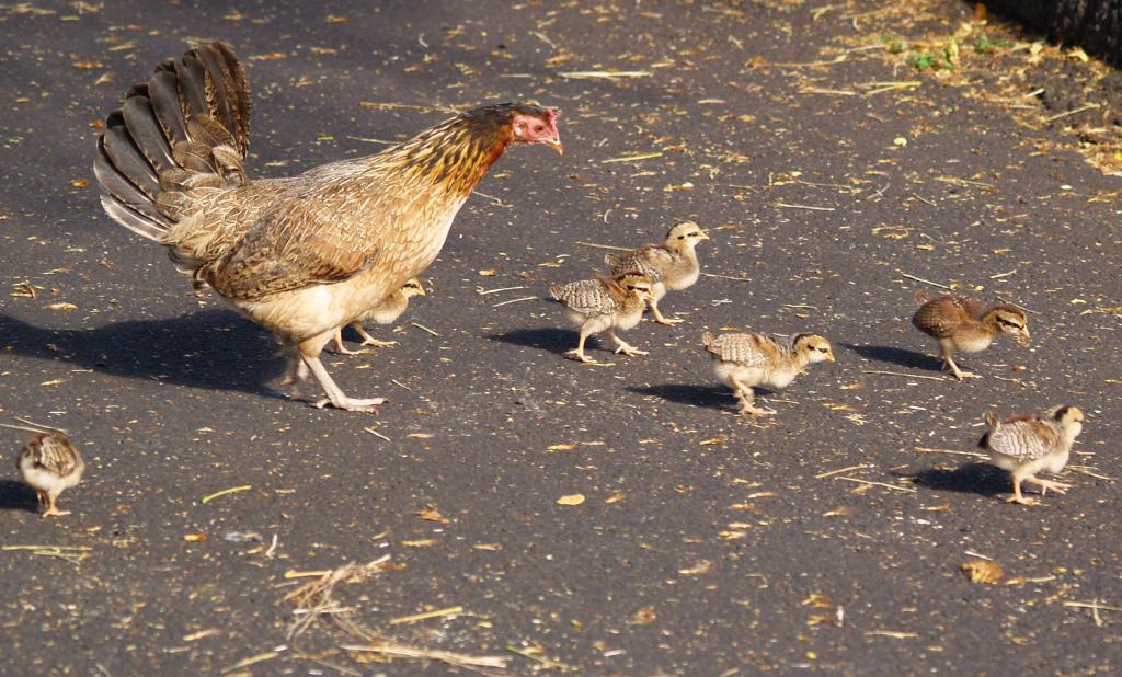 курица гуляет с детками