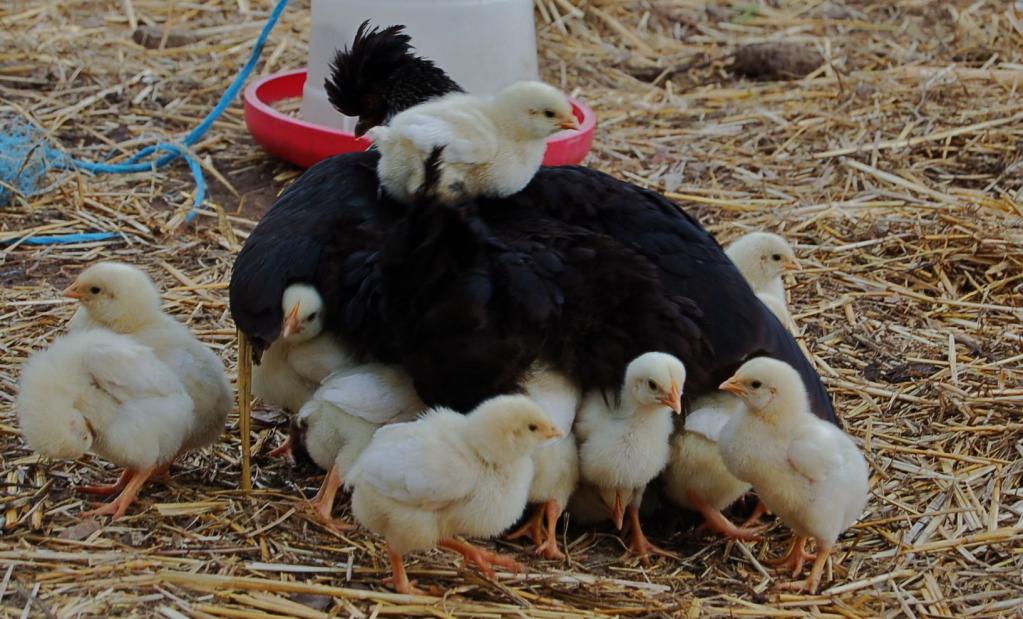 цыплята, прижавшиеся к маме