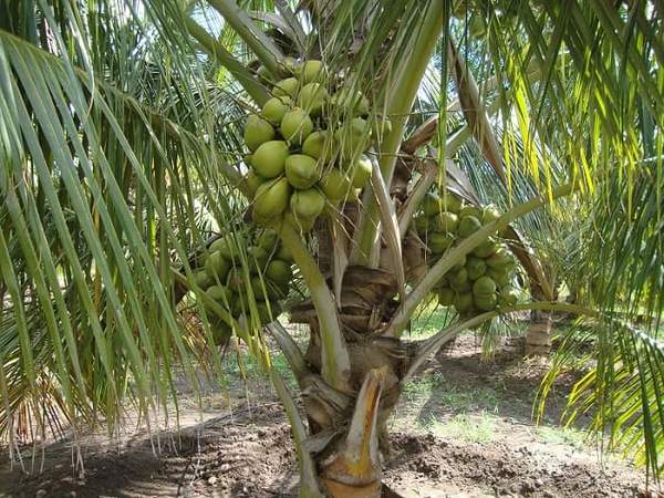 пальма с плодами