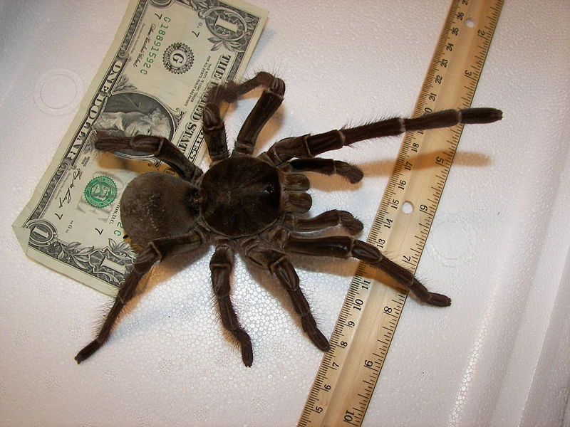 Большой паук и деньги