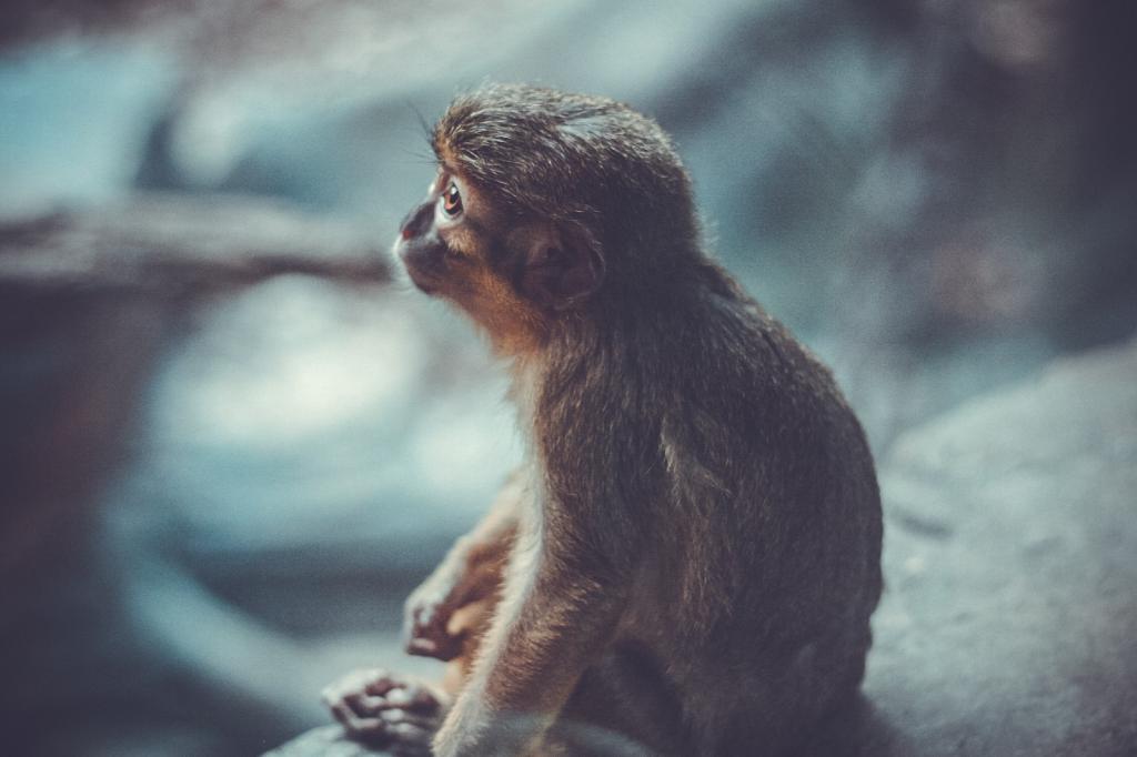 маленькая обезьянка
