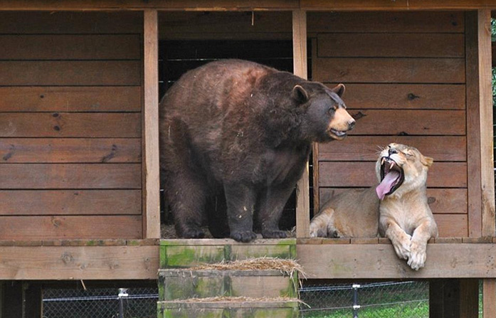 лев и медведь