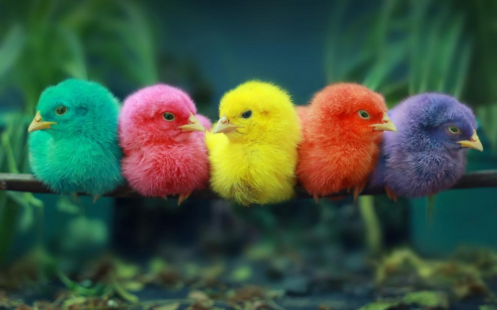 цвет птицы имеет значение