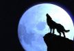 К чему во сне воют волки