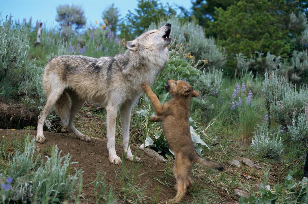 Волчонок и волчица