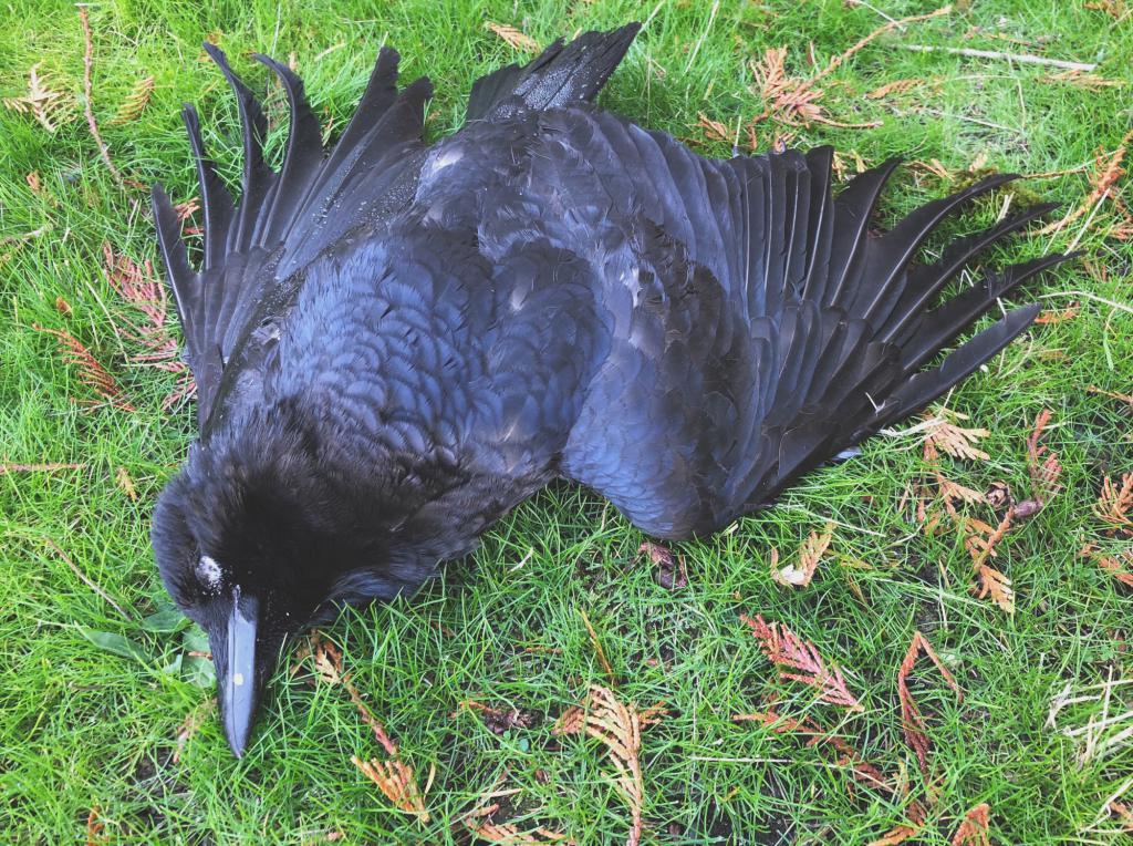 Мертвая черная ворона толкование сна
