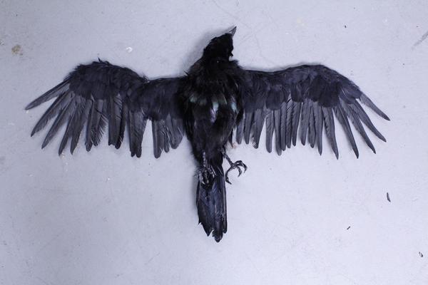 Мертвая черная птица во сне