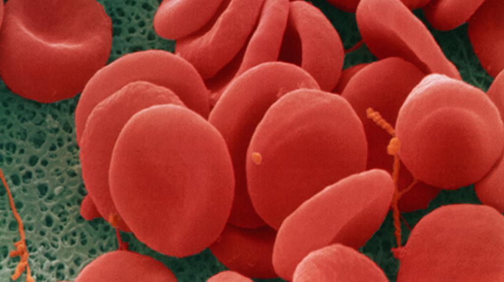Кровь под микроскопом