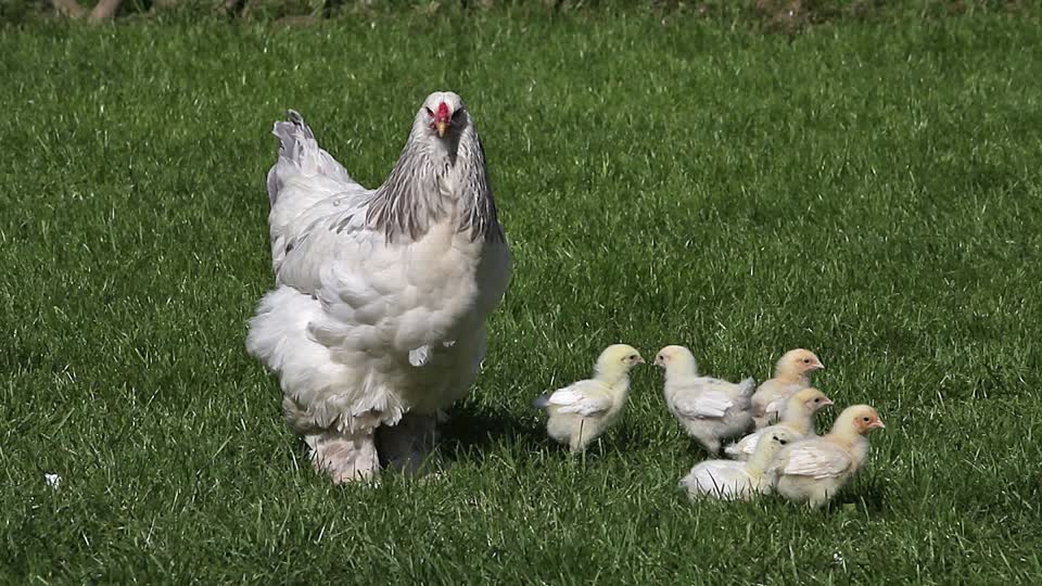 белая курица с цыплятами