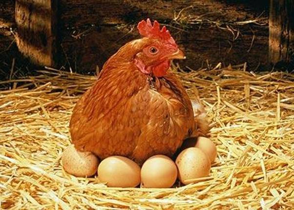 курица и яйца во сне