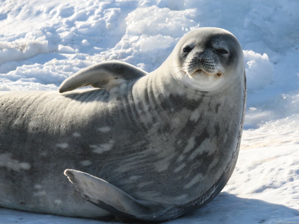 к чему снится морской тюлень