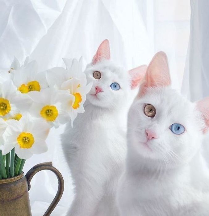 Белоснежные кошки-близнецы