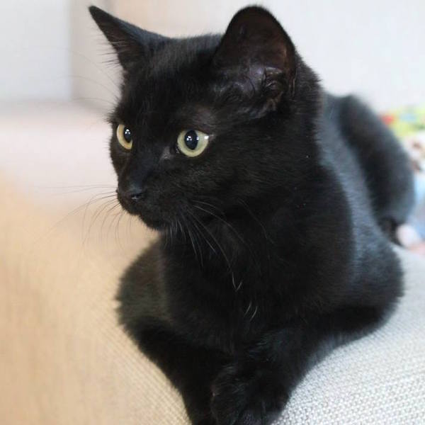 Черная кошка - не обязательно к неприятностям