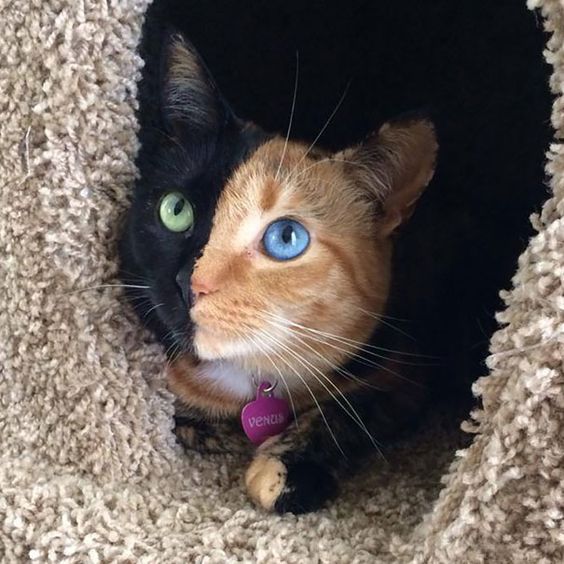 Кошка с необычным окрасом