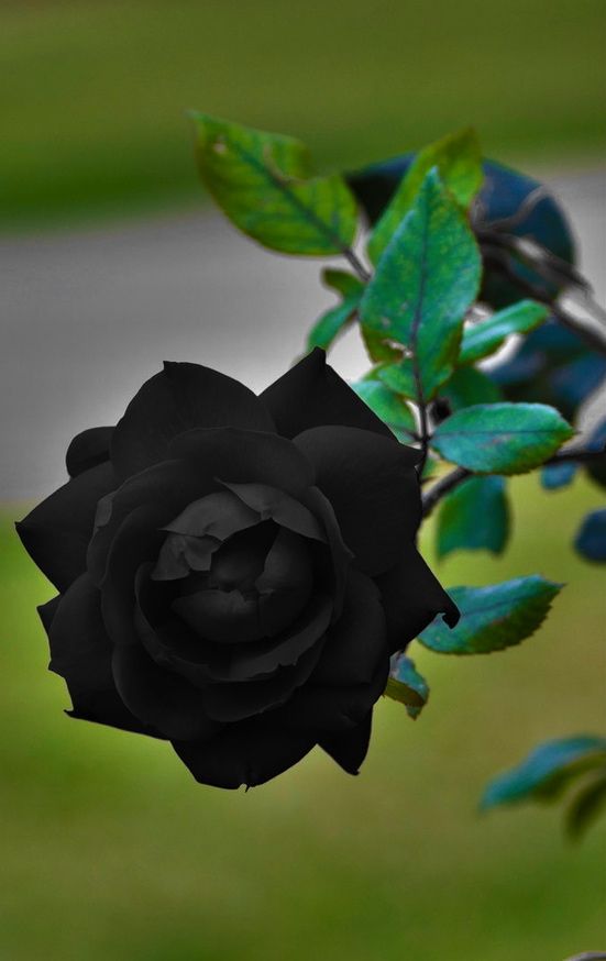 видеть во сне черные розы