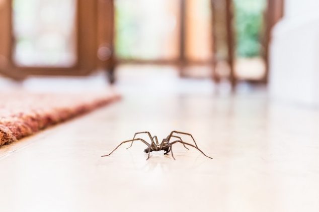 паук в доме