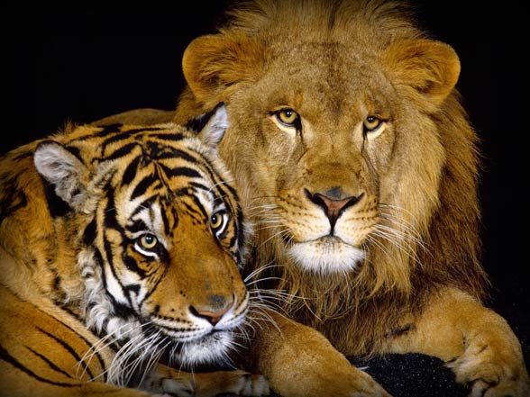 убегать от льва и тигра во сне для мужчины