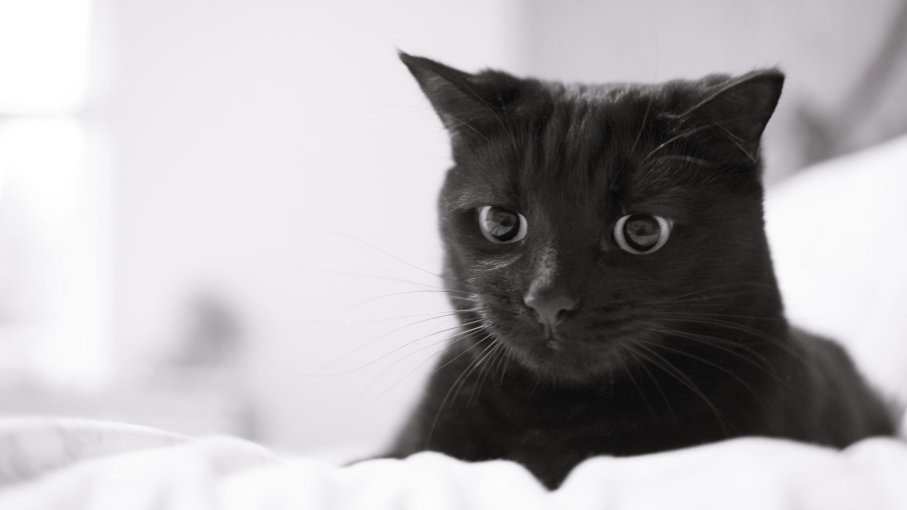 черно-белый кот