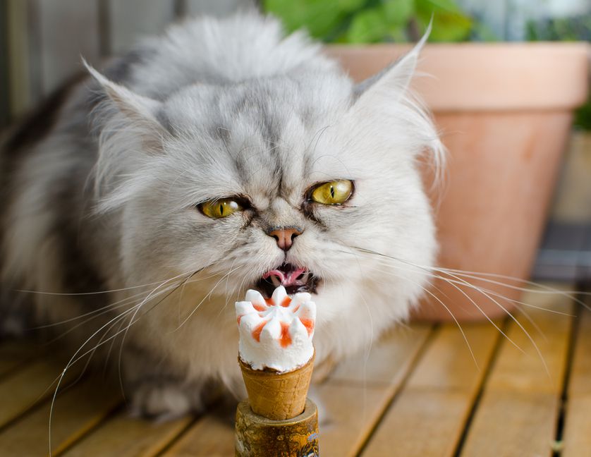 кот ест мороженое
