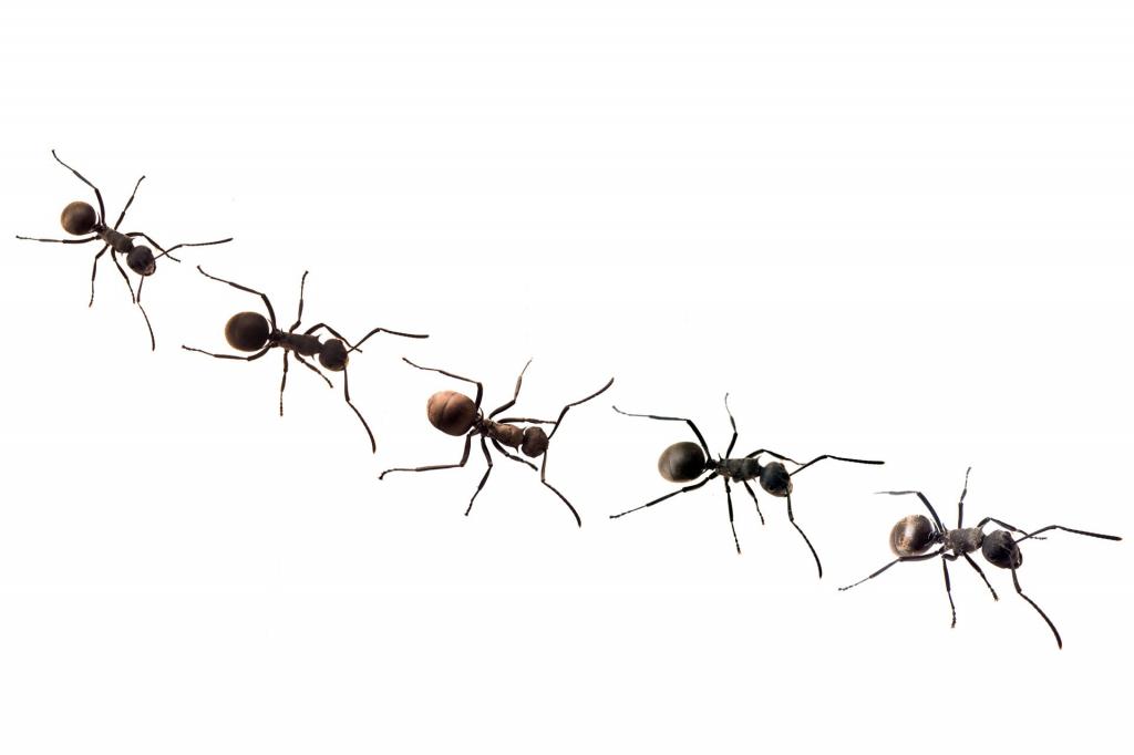 ползающие муравьи