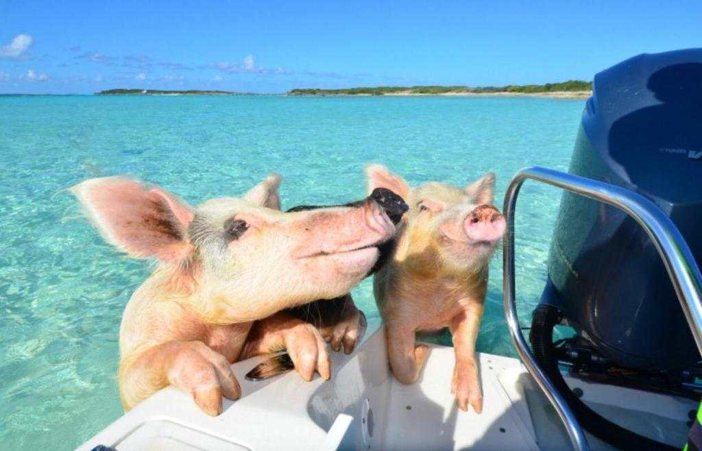 Свиньи в чистом море.