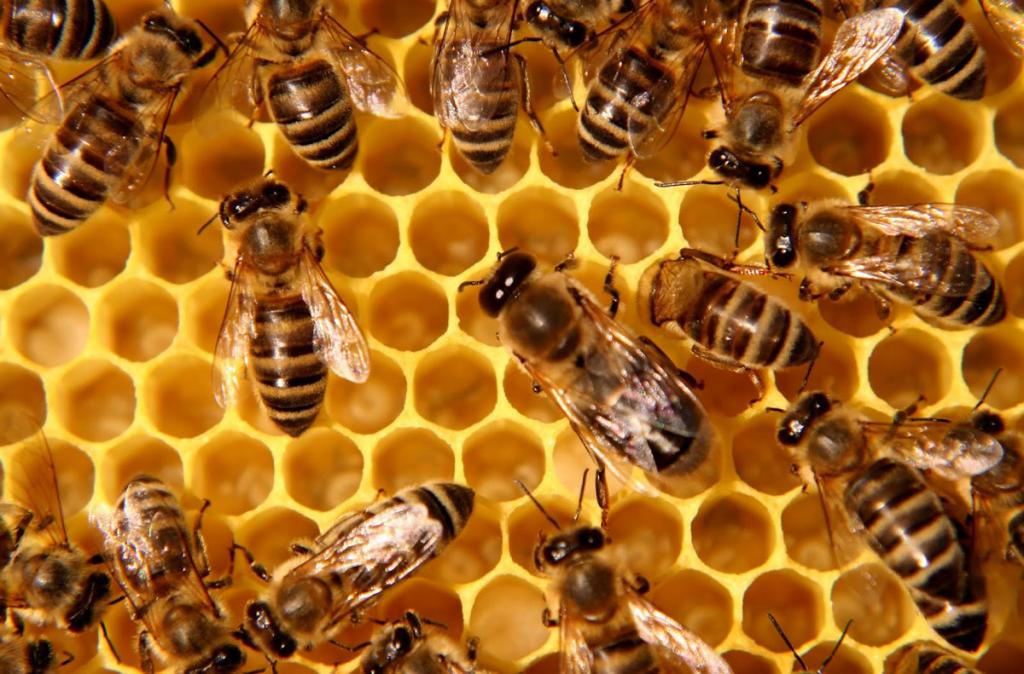 Пчелы делают мед.