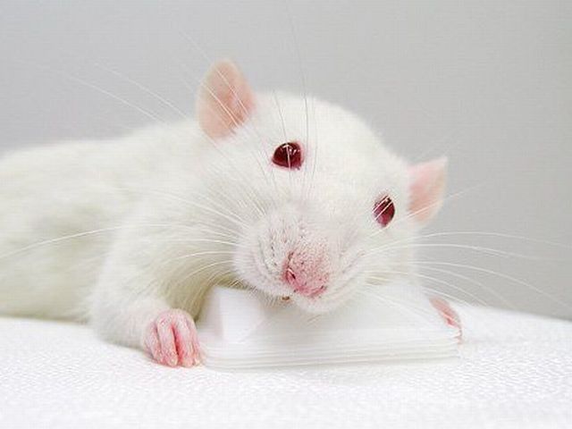 белая крыса