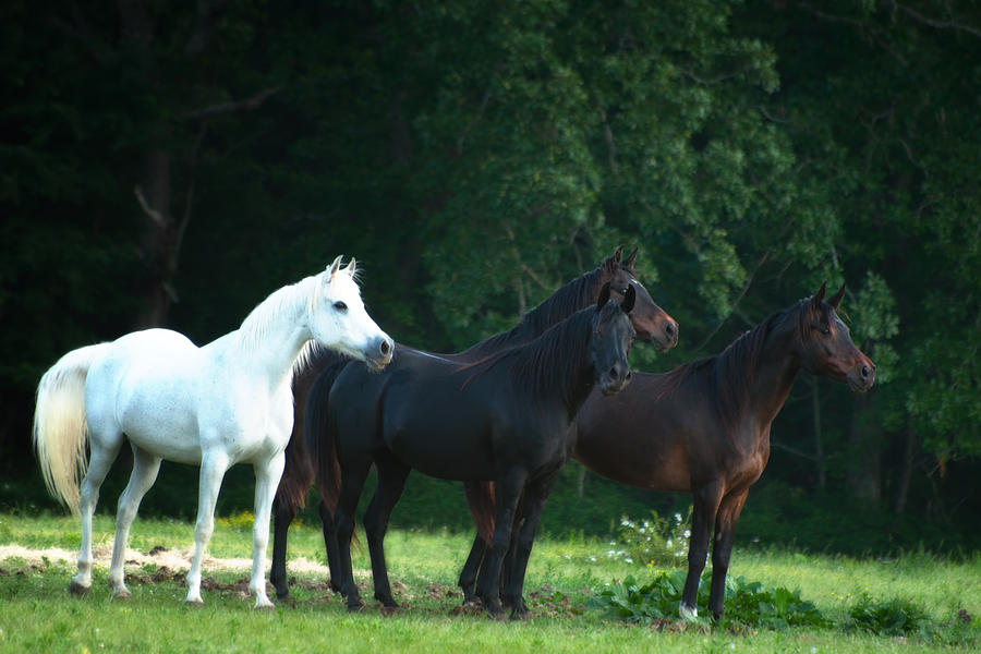 Разные цвета лошадей