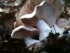 К чему снятся грибы грузди