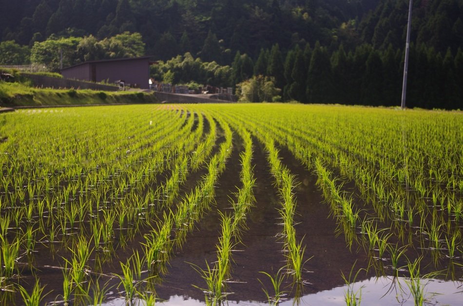 Плантация риса в Китае.