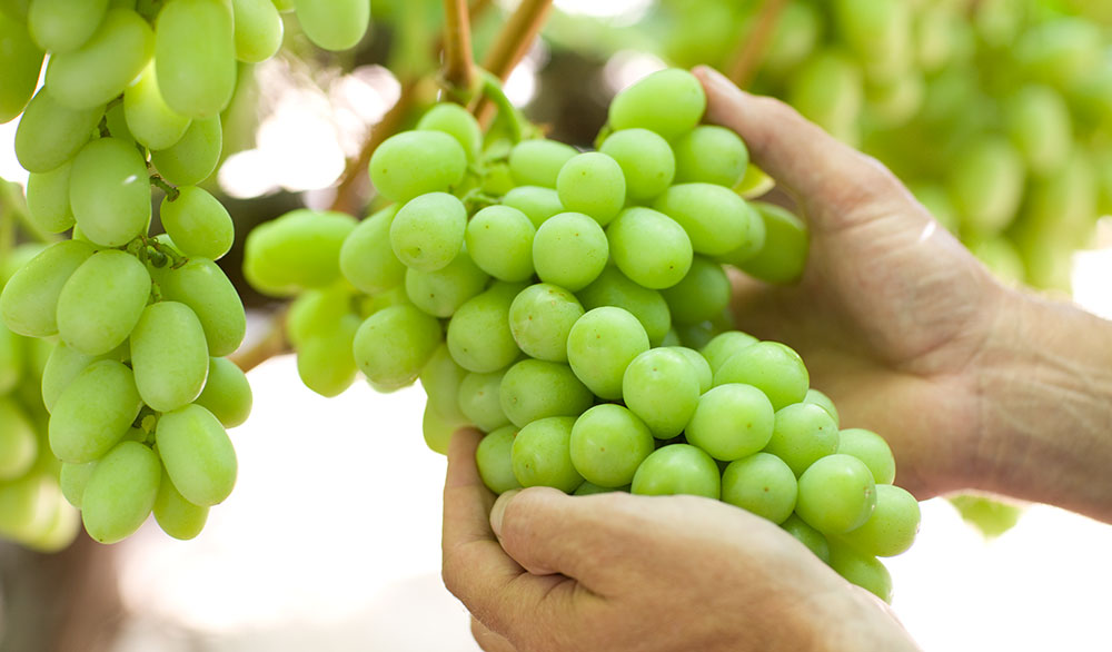 Зеленый виноград в руках