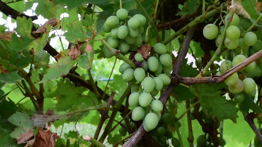 Лоза с зеленым виноградом