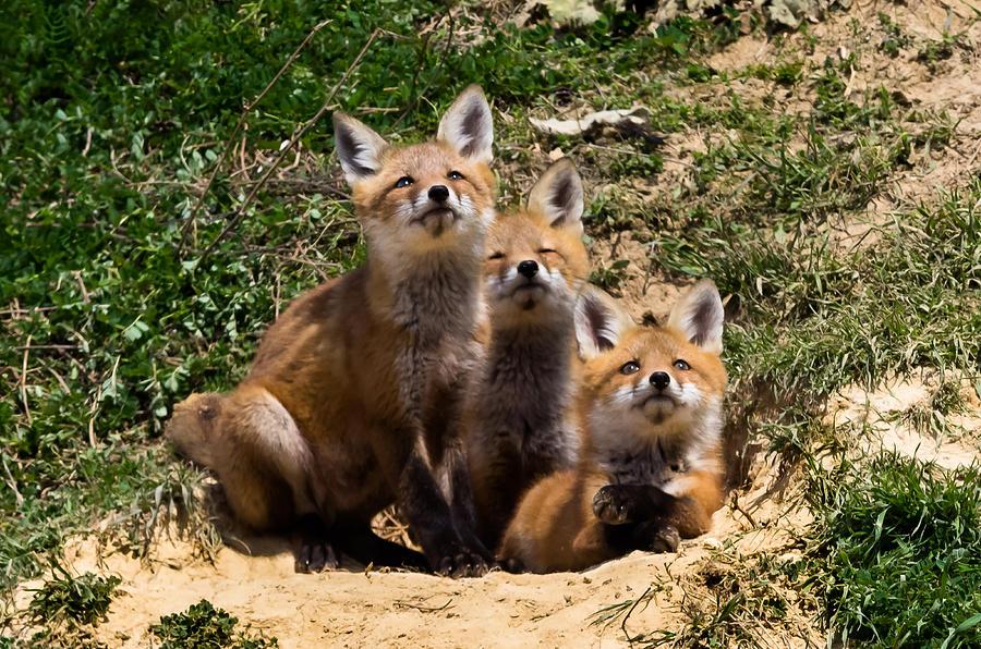 Три лисы на земле