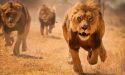 К чему снится убегать от льва – к чему снятся лев и тигр?