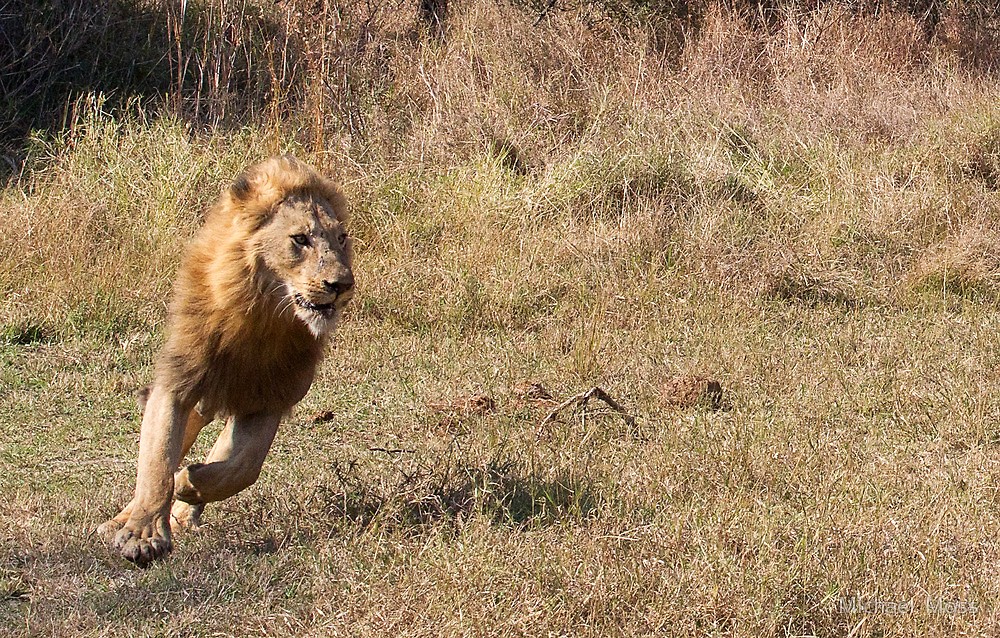 лев бежит