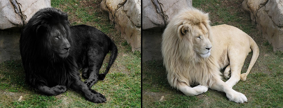 черный и белый лев